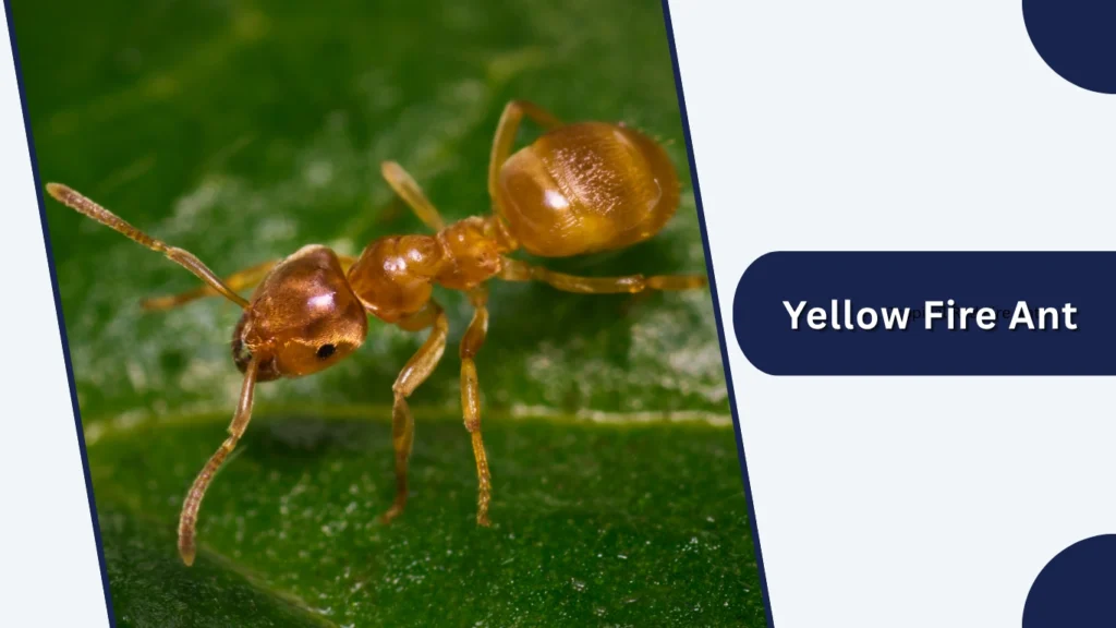 Yellow Fire Ant