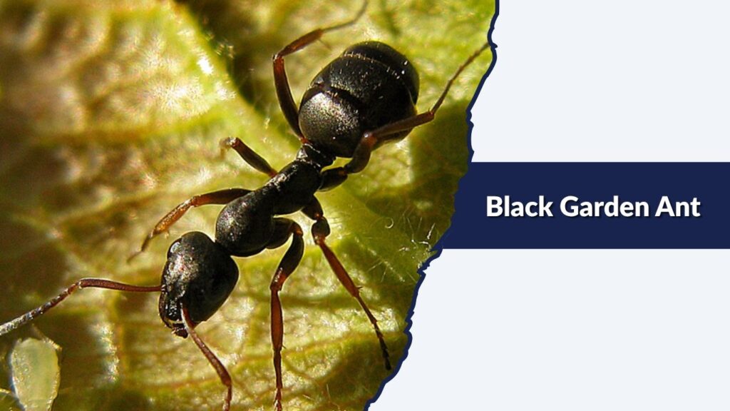 Black Garden Ant