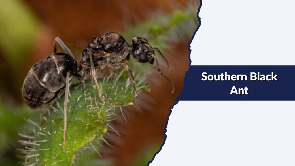 Southern Black Ant