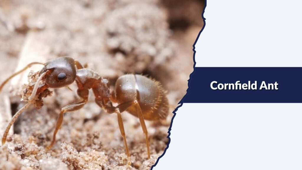 Cornfield Ant