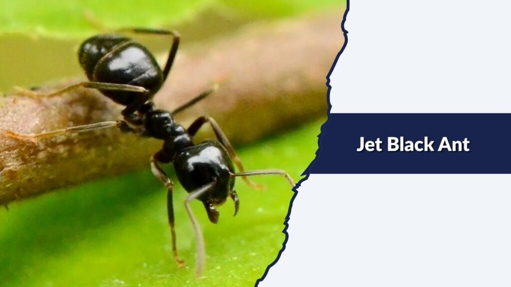 Jet Black Ant