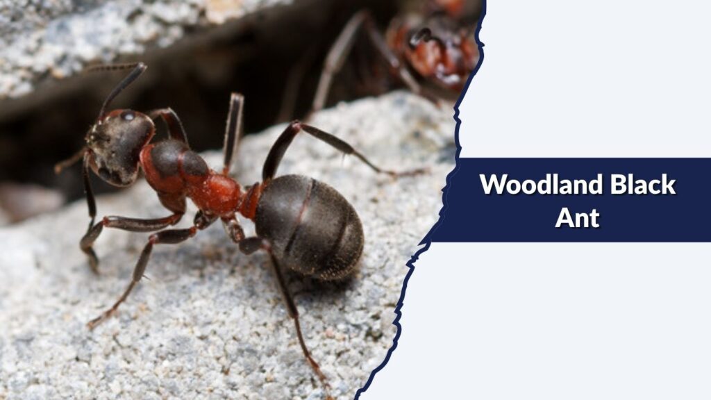 Woodland Black Ant