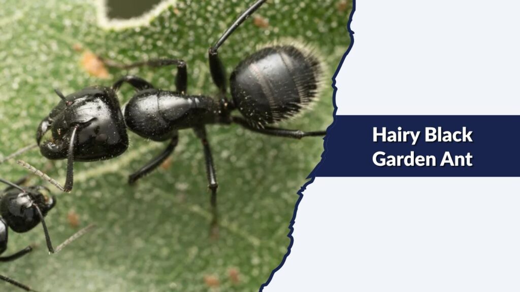 Hairy Black Garden Ant