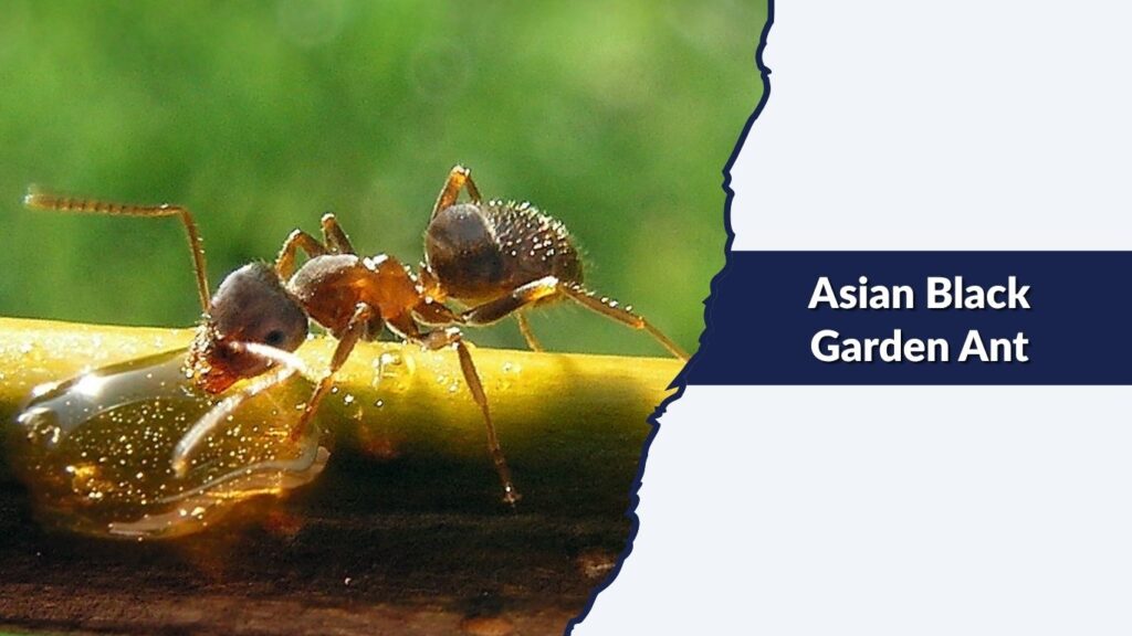 Asian Black Garden Ant
