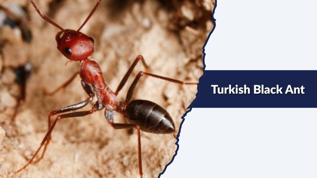 Turkish Black Ant
