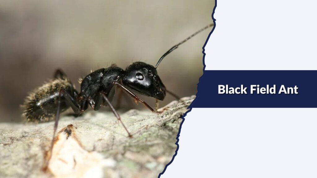Black Field Ant