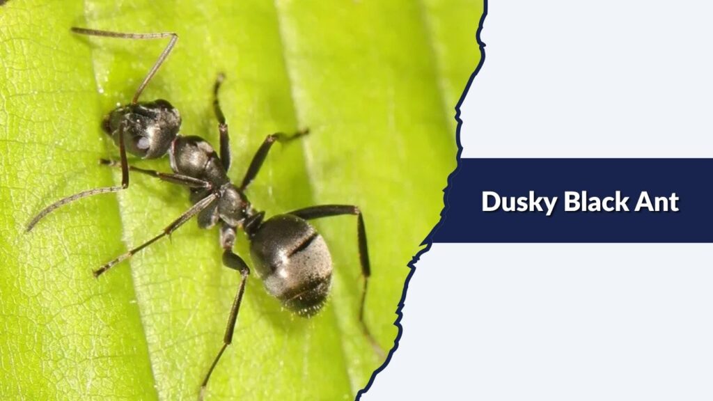 Dusky Black Ant