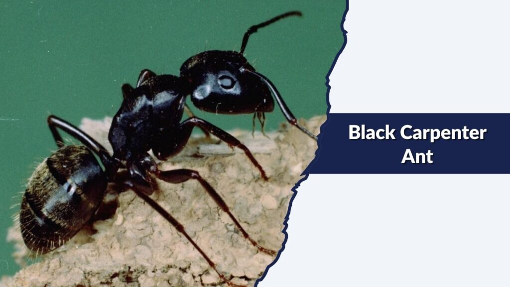 Black Carpenter Ant
