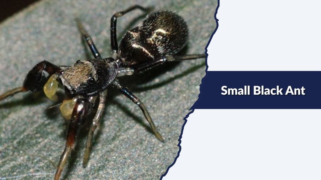 Small Black Ant