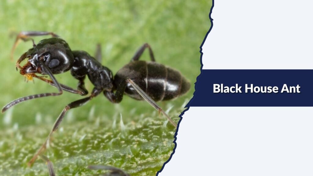 Black House Ant