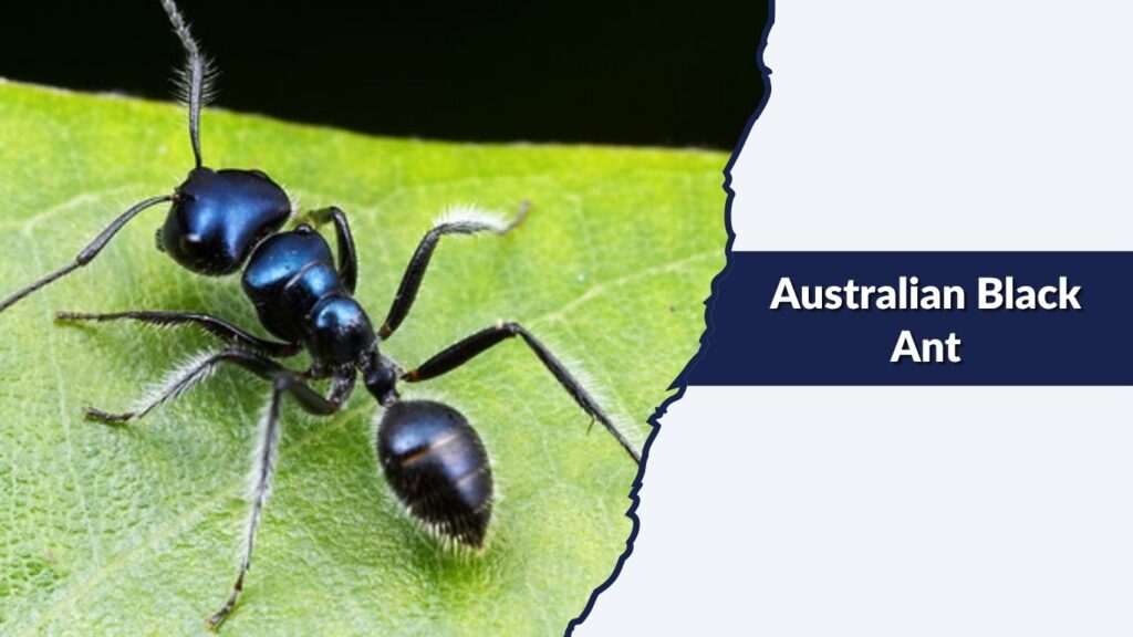 Australian Black Ant