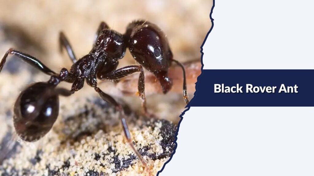 Black Rover Ant