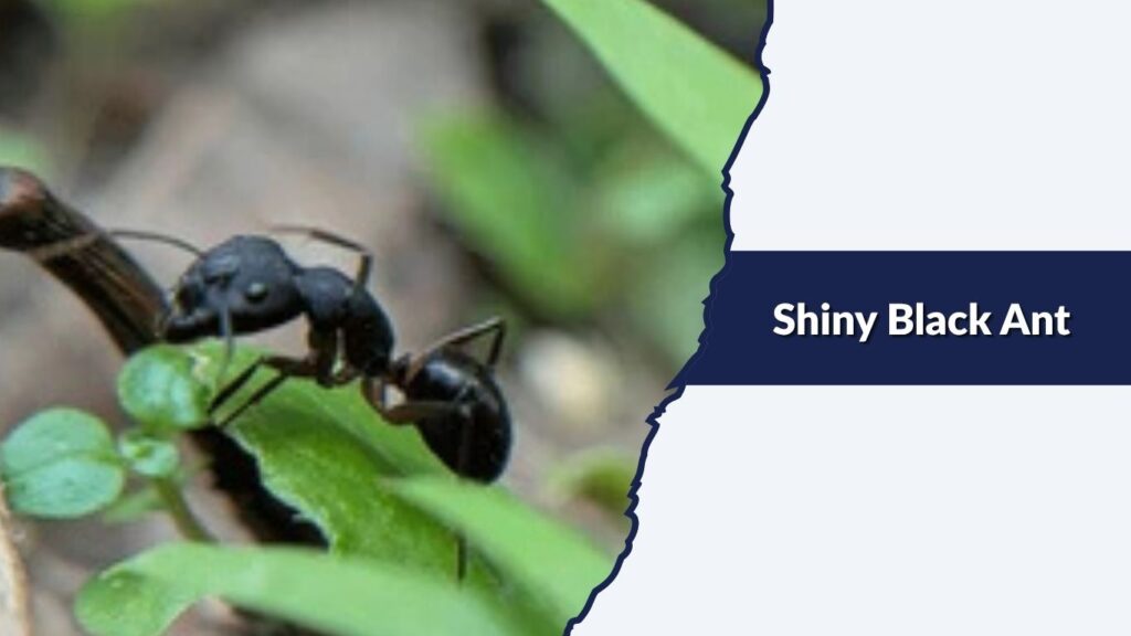 Shiny Black Ant