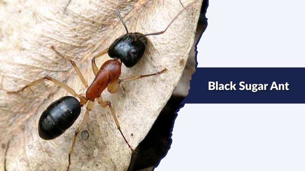 Black Sugar Ant