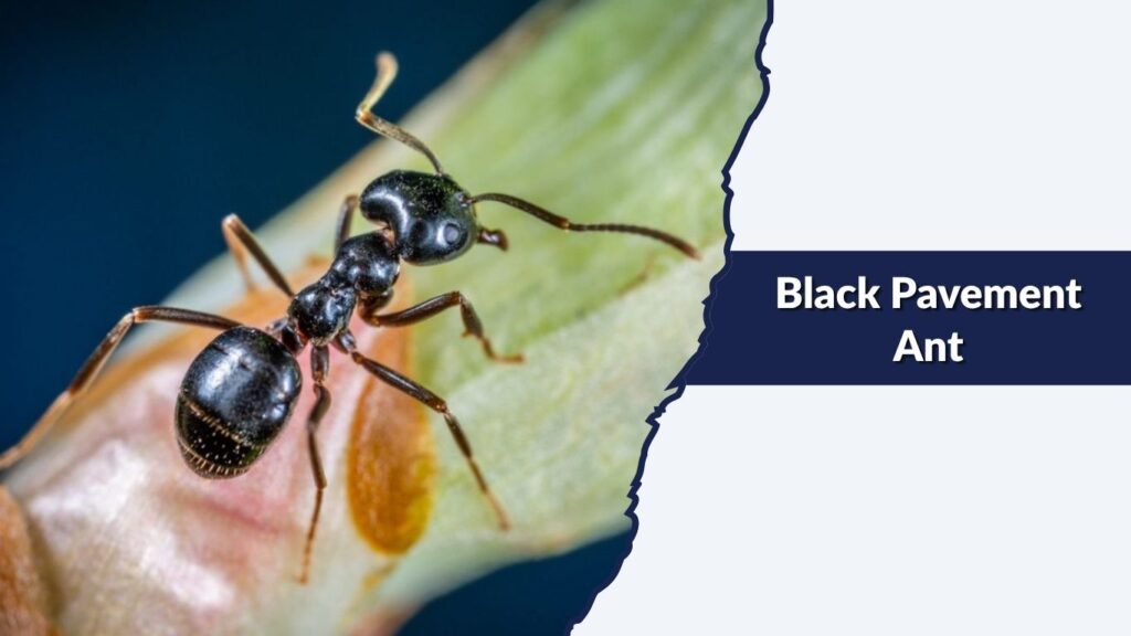 Black Pavement Ant