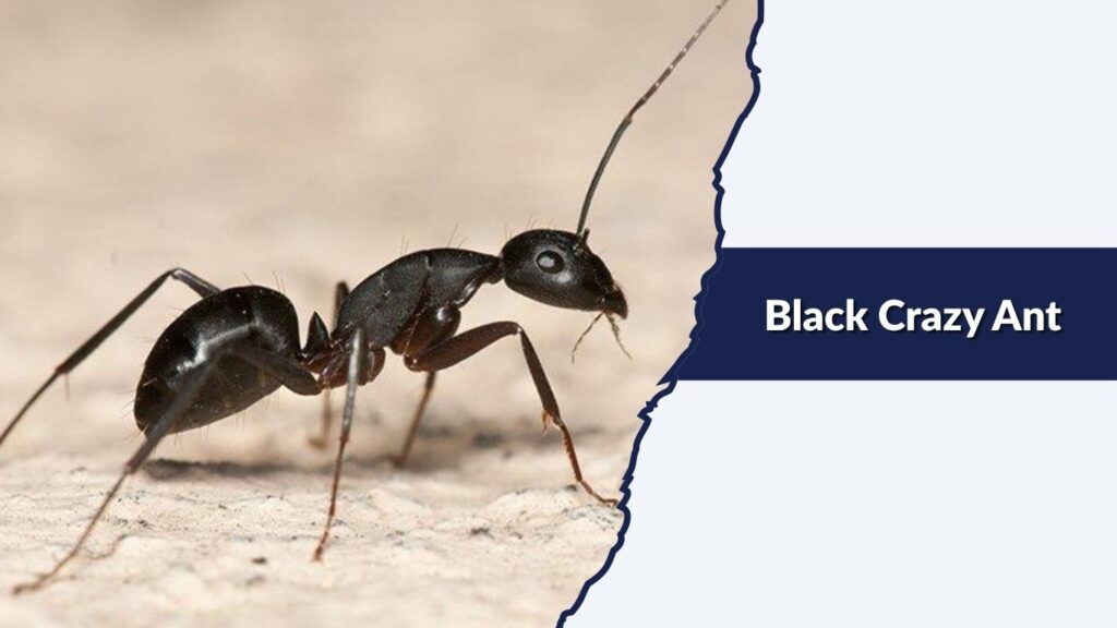 Black Crazy Ant