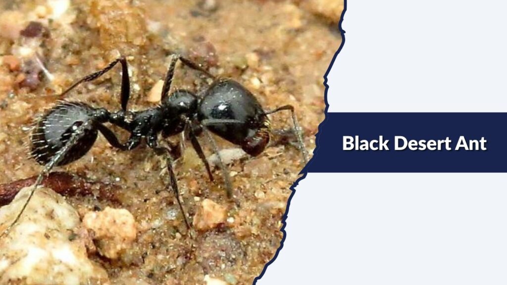 Black Desert Ant