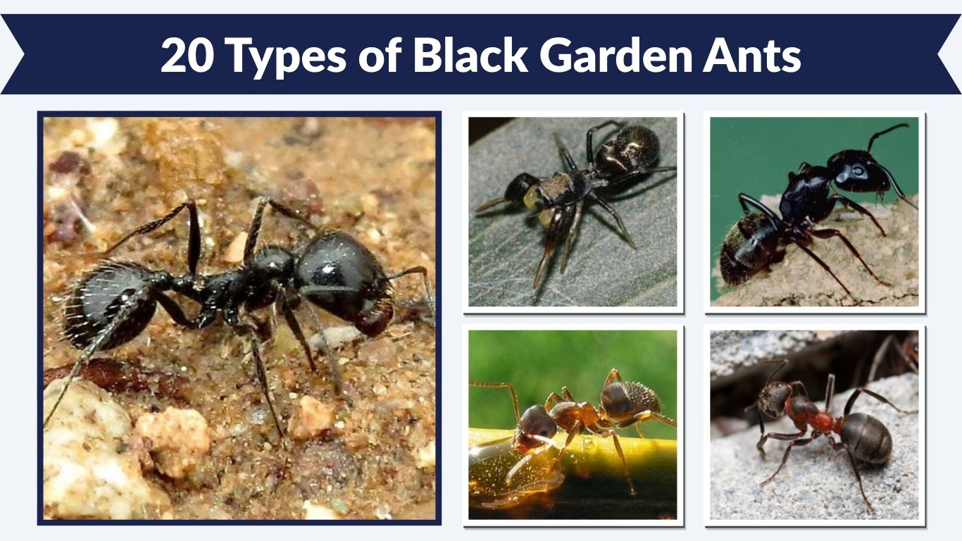 20 Types of Black Garden Ants: Identification and Pictures