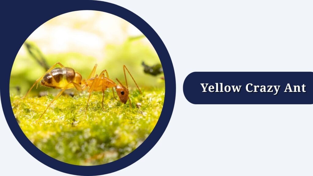 Yellow Crazy Ant