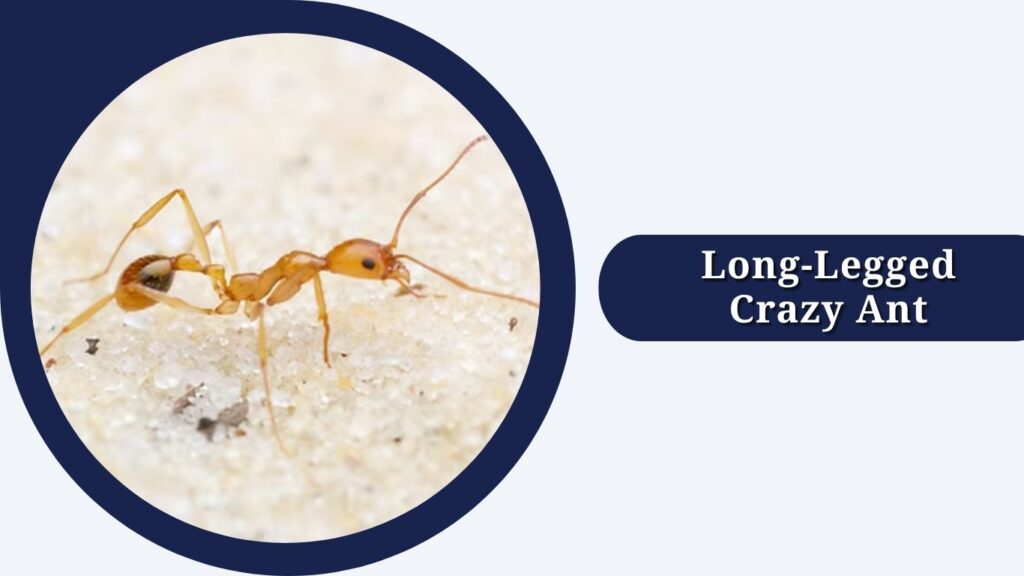 Long-Legged Crazy Ant