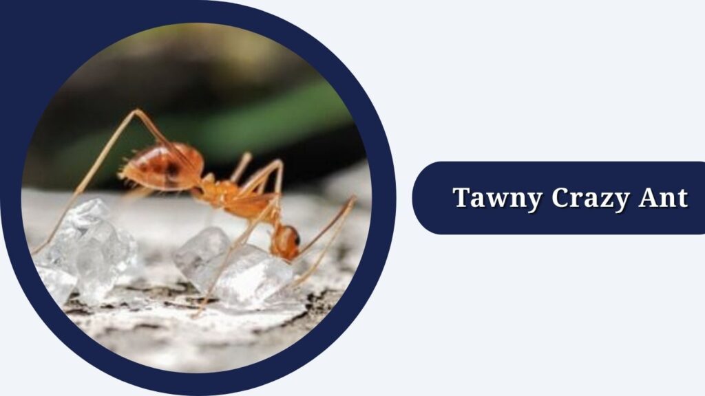 Tawny Crazy Ant