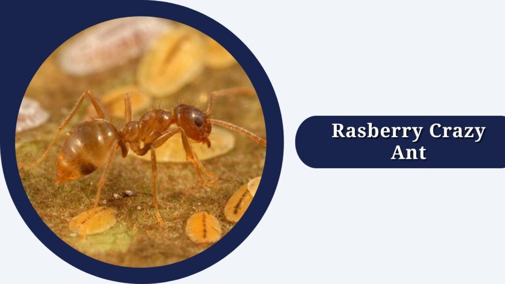 Rasberry Crazy Ant