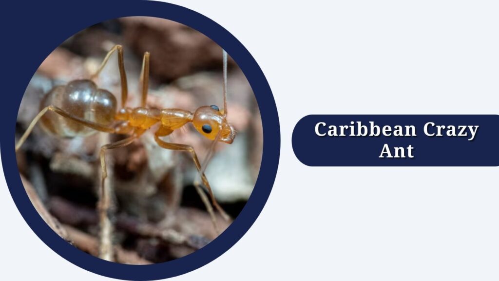 Caribbean Crazy Ant