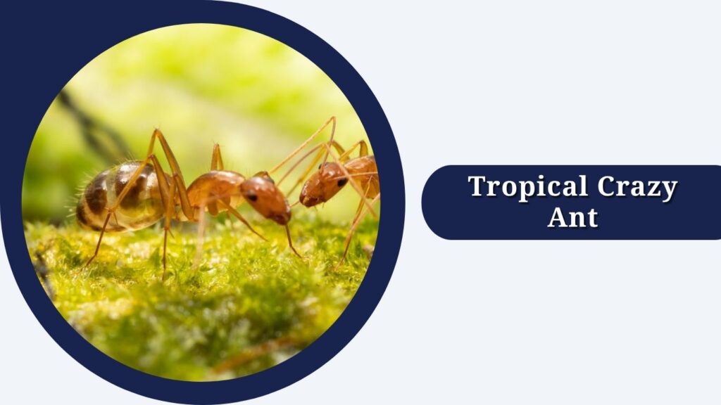 Tropical Crazy Ant