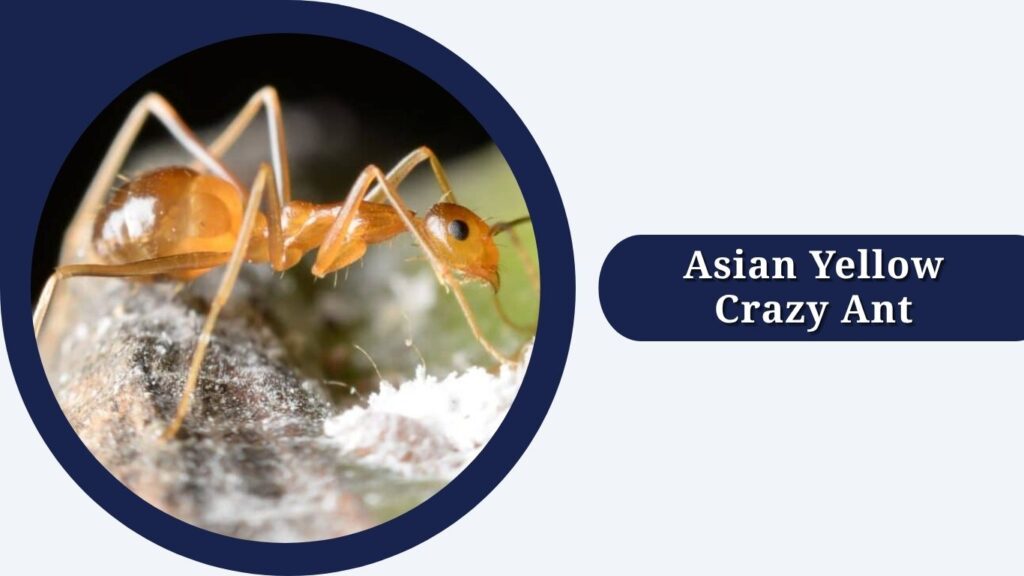 Asian Yellow Crazy Ant
