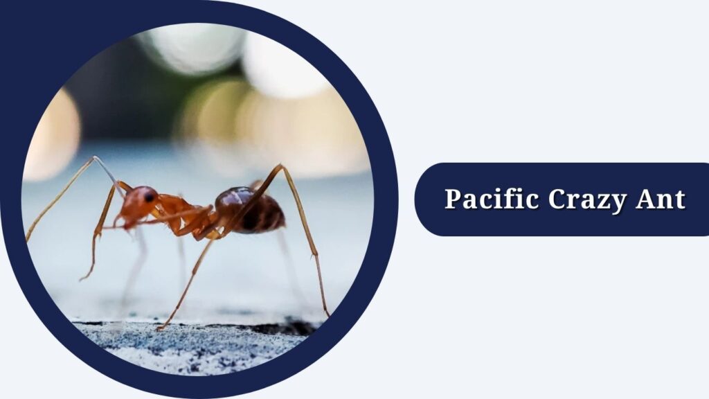 Pacific Crazy Ant