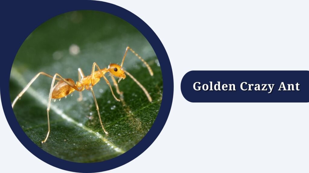 Golden Crazy Ant