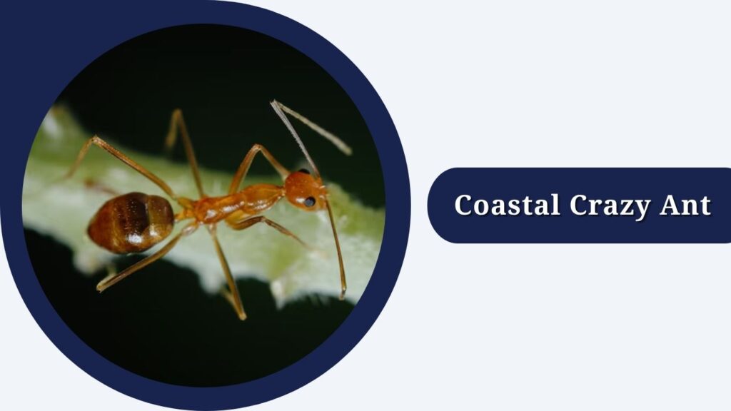 Coastal Crazy Ant