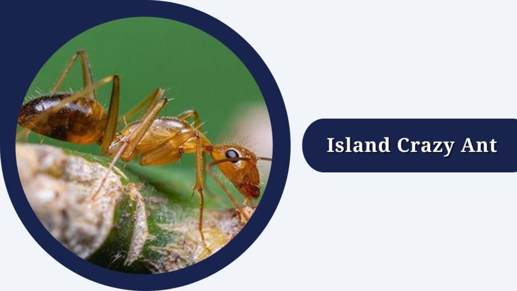 Island Crazy Ant