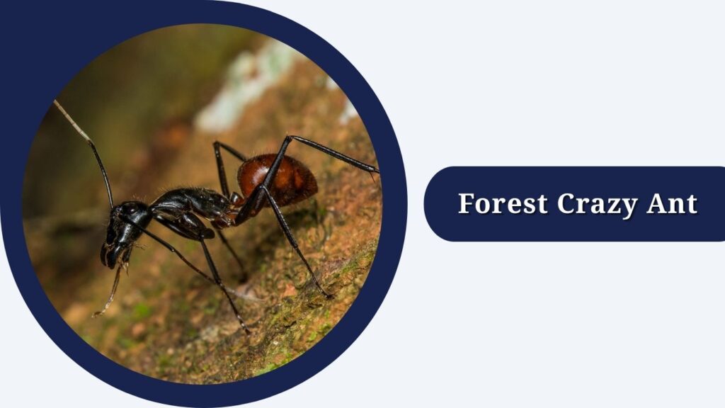 Forest Crazy Ant
