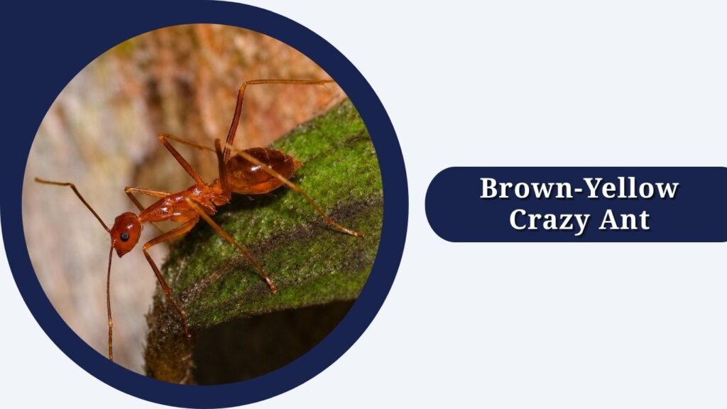 Brown-Yellow Crazy Ant