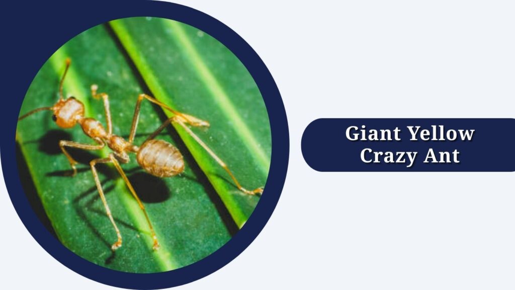 Giant Yellow Crazy Ant