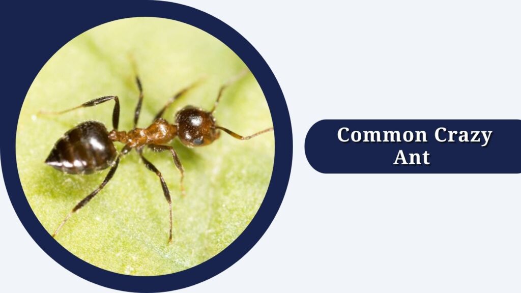 Common Crazy Ant 