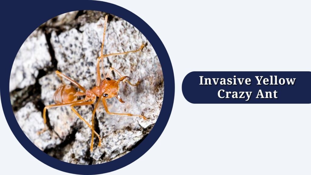 Invasive Yellow Crazy Ant
