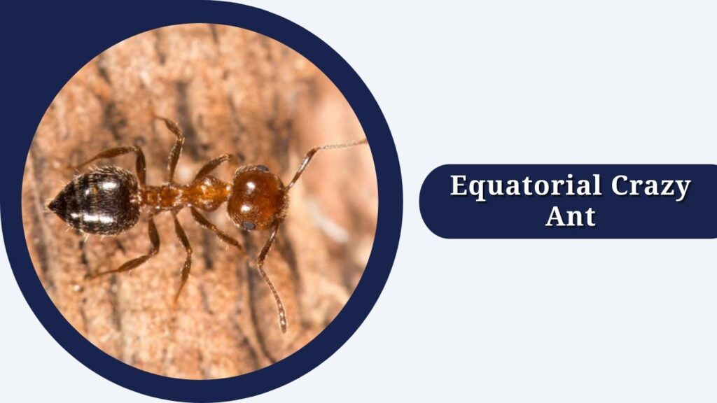 Equatorial Crazy Ant