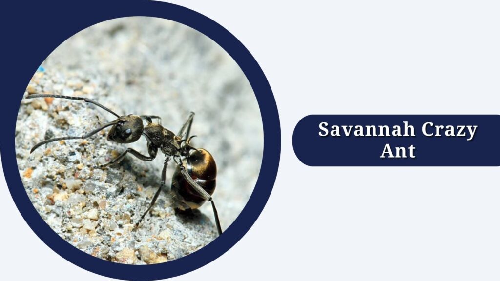 Savannah Crazy Ant