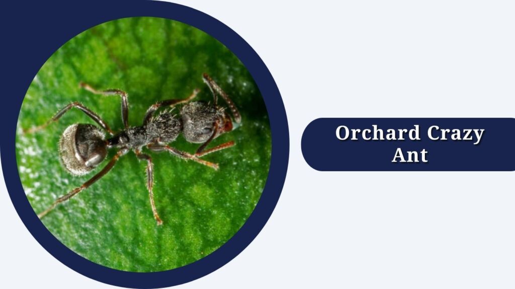 Orchard Crazy Ant