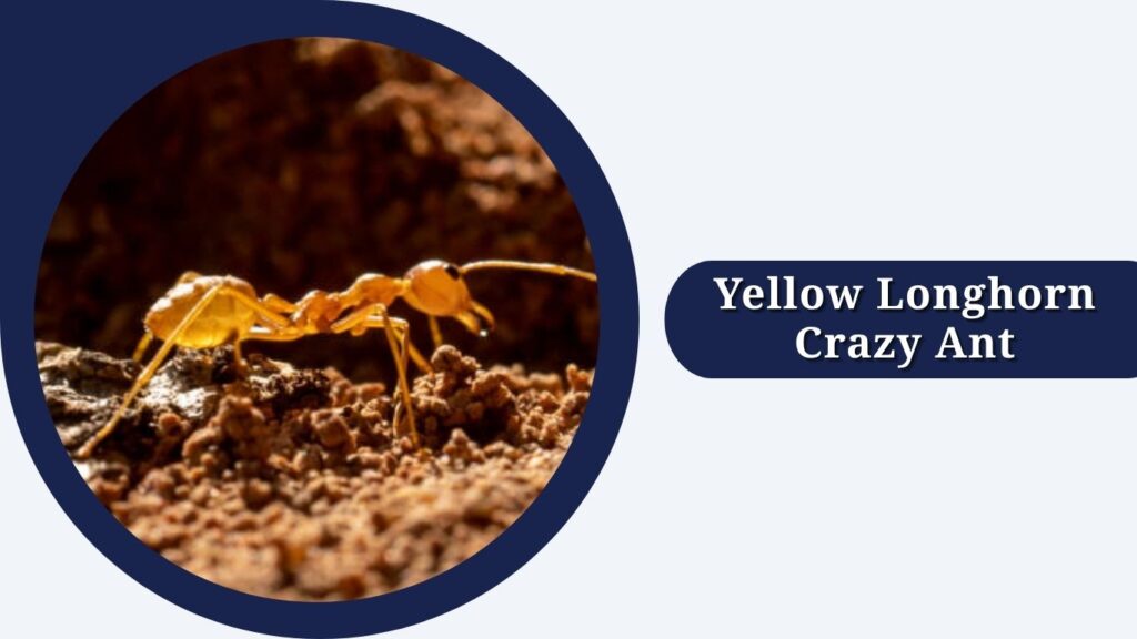 Yellow Longhorn Crazy Ant