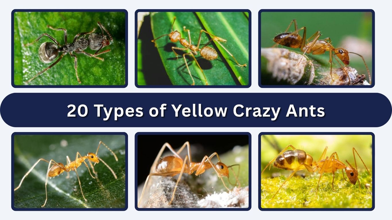 20 Types of Yellow Crazy Ants: Identification with Pictures