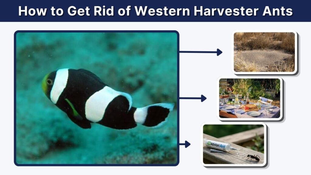 How to Get Rid of Western Harvester Ants