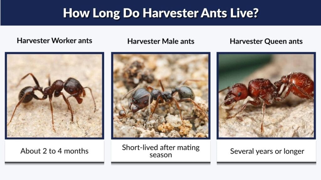 How Long Do Harvester Ants Live?