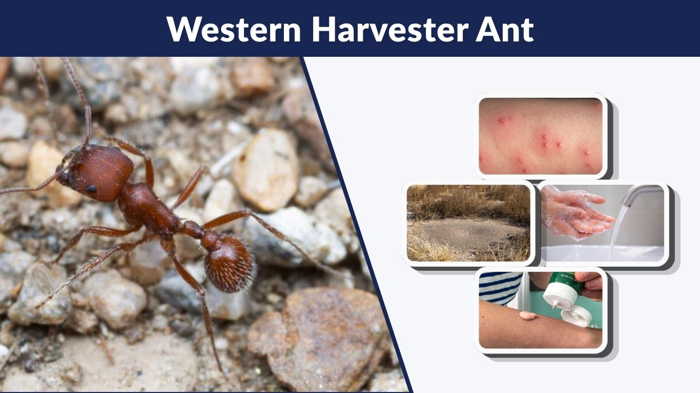 Western Harvester Ant: Facts, Diet, Bite, Queen & Care