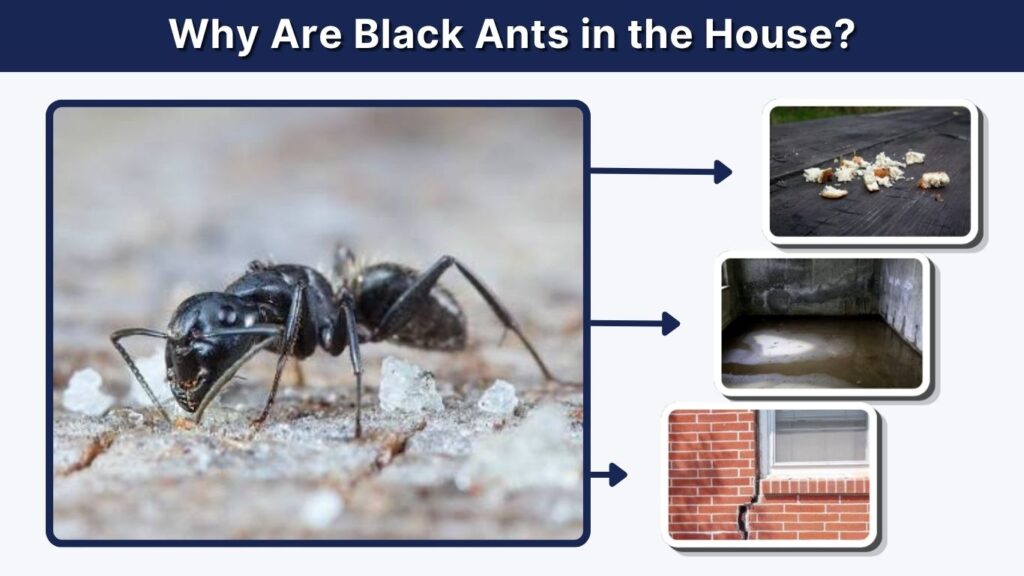 Why Are Black Ants in the House?