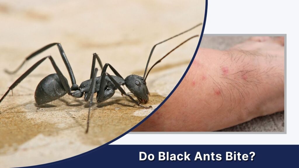 Do Black Ants Bite?