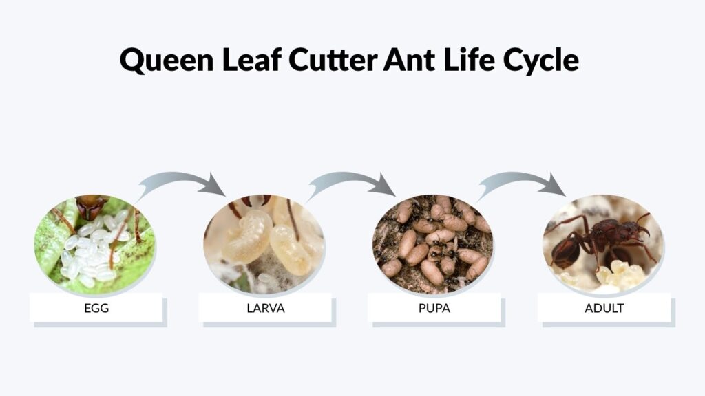 Queen Leaf Cutter Ant Life Cycle