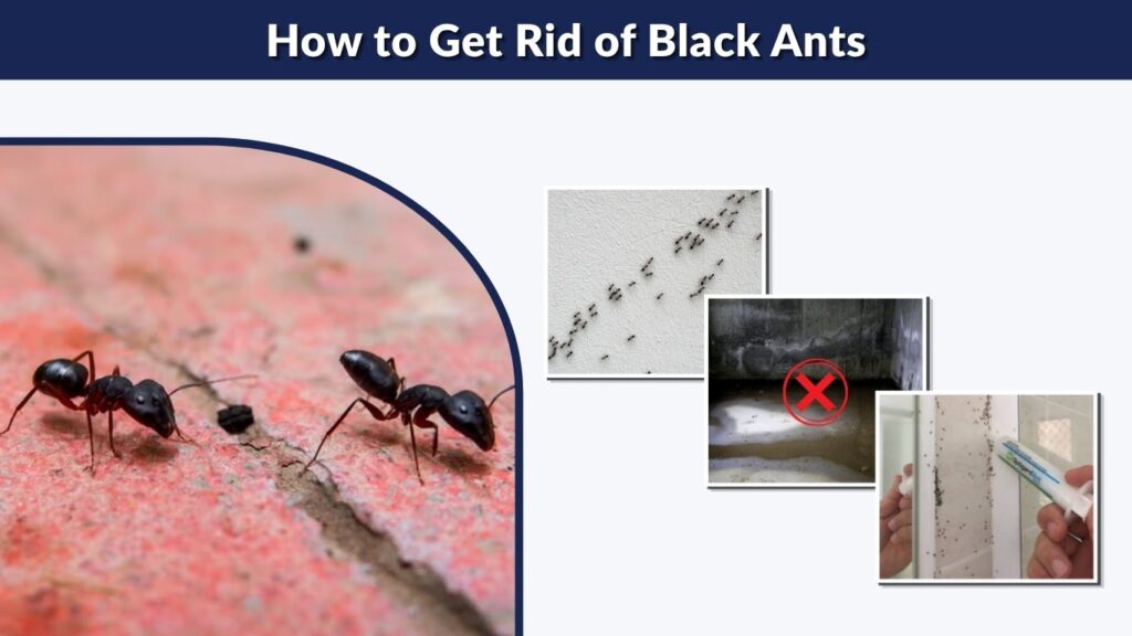 How to Get Rid of Black Ants